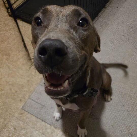 Ladybug, Adoptable, Adult Female Mixed Breed.