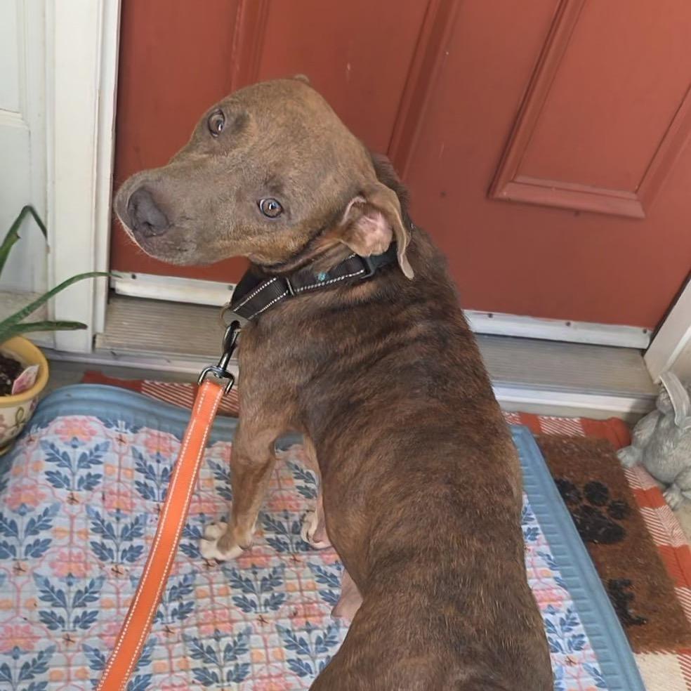 Enlarge Ladybug, a Adoptable Mixed Breed in Jersey City, NJ image 2/5