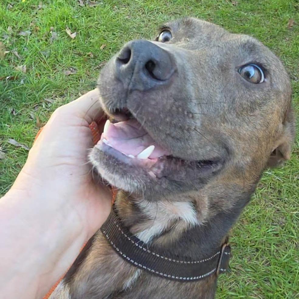 Enlarge Ladybug, a Adoptable Mixed Breed in Jersey City, NJ image 3/5