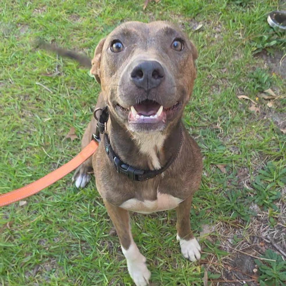 Enlarge Ladybug, a Adoptable Mixed Breed in Jersey City, NJ image 4/5