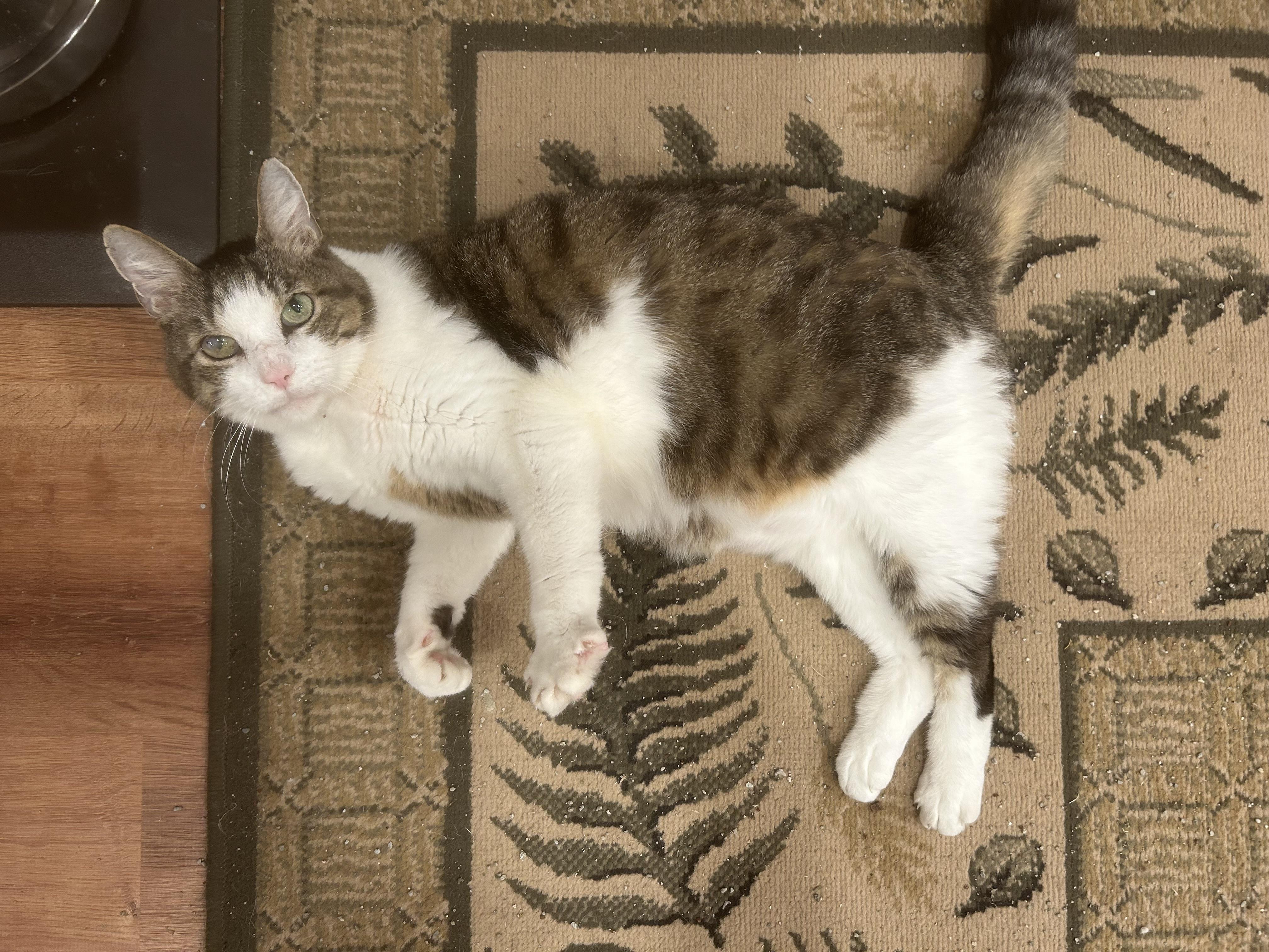 Enlarge Zorro, a Adoptable Domestic Short Hair in Brantford, ON image 1/6