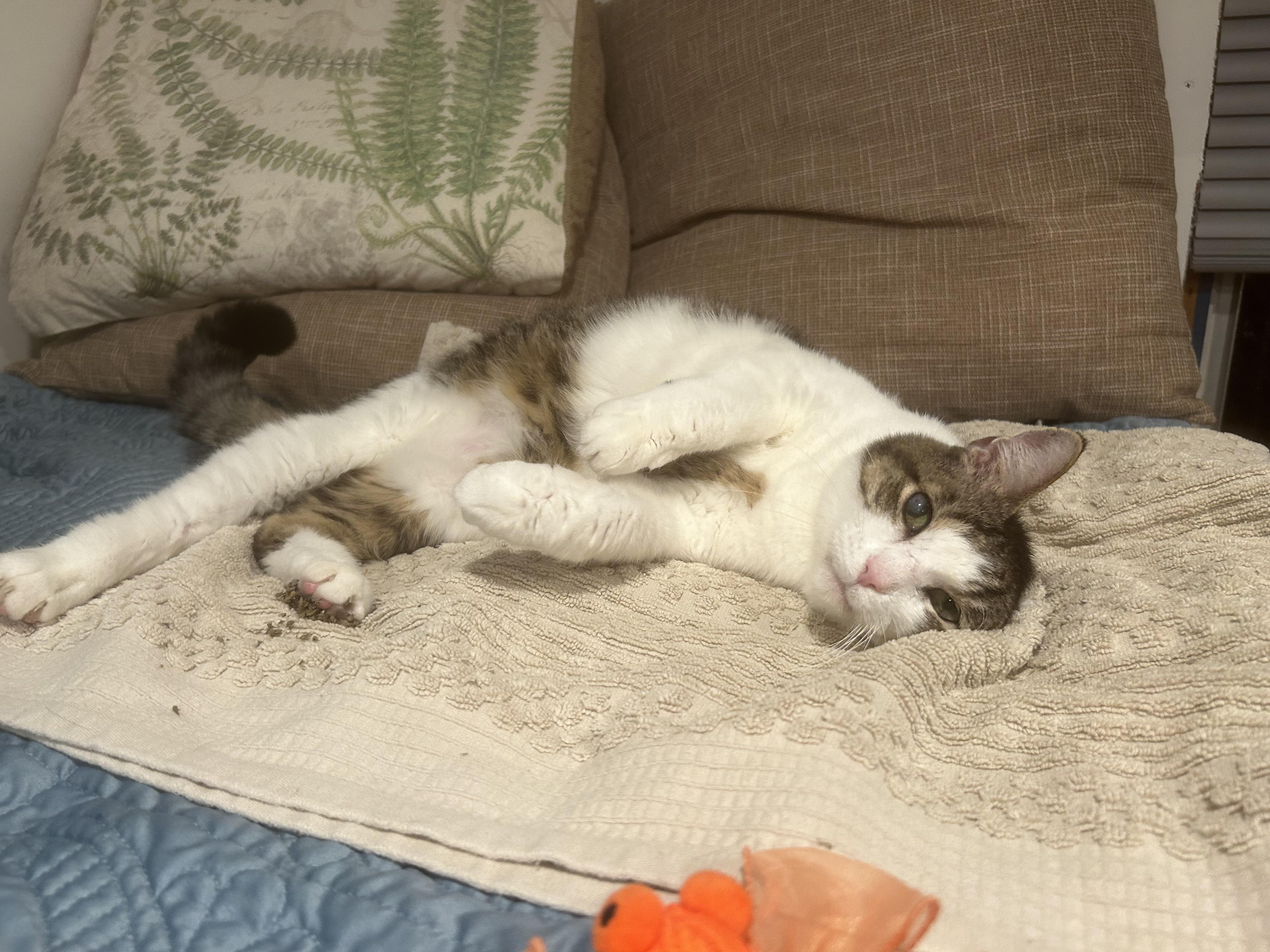 Enlarge Zorro, a Adoptable Domestic Short Hair in Brantford, ON image 6/6