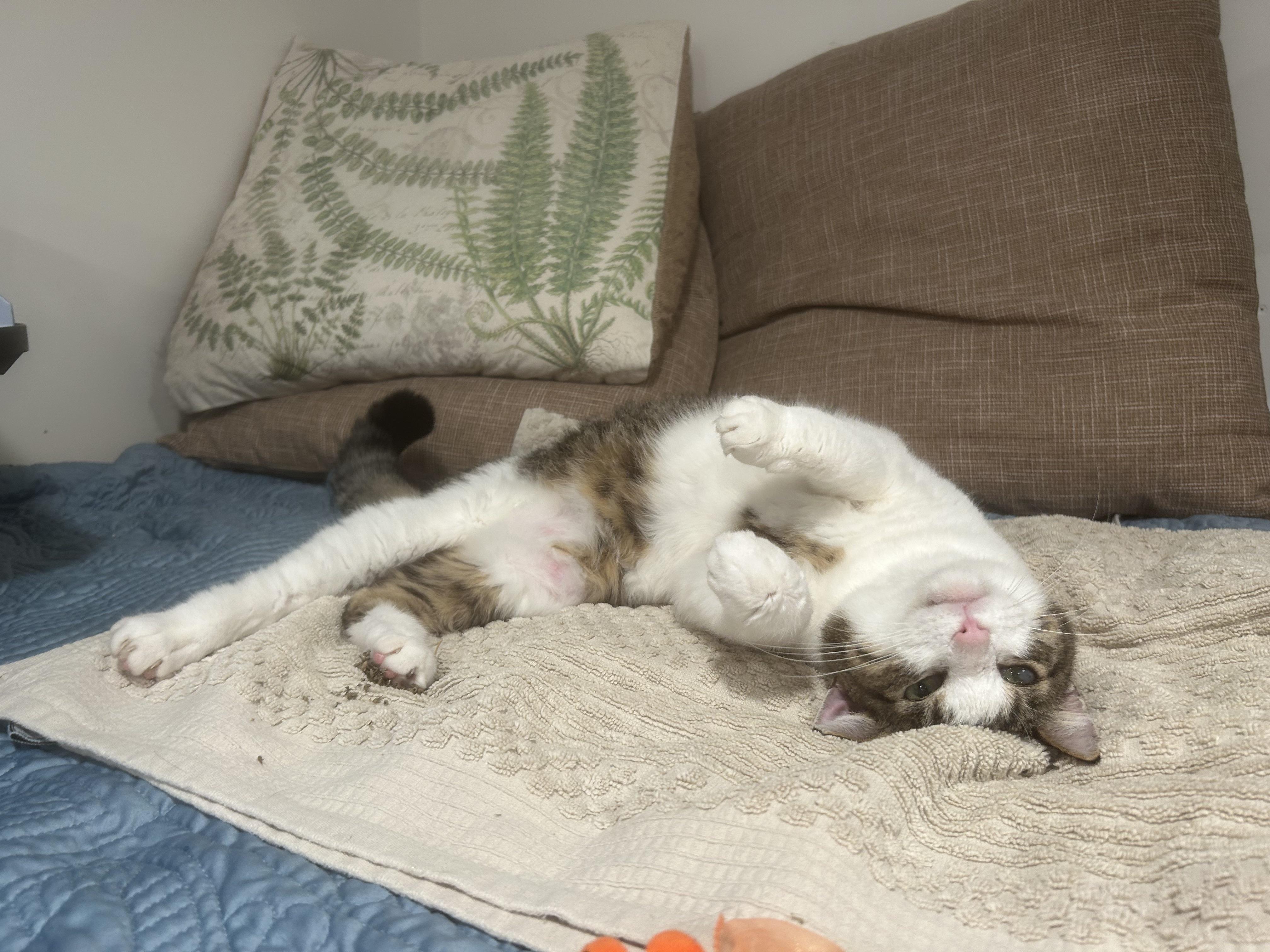 Enlarge Zorro, a Adoptable Domestic Short Hair in Brantford, ON image 2/6