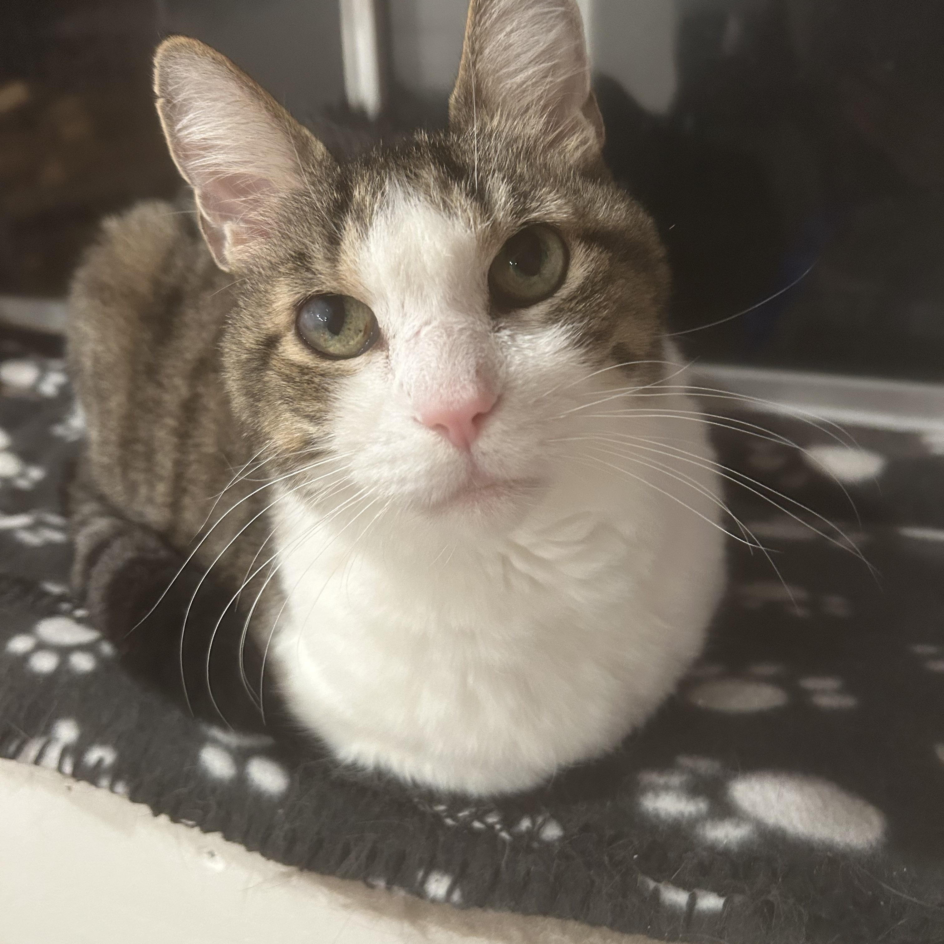 Enlarge Zorro, a Adoptable Domestic Short Hair in Brantford, ON image 5/6