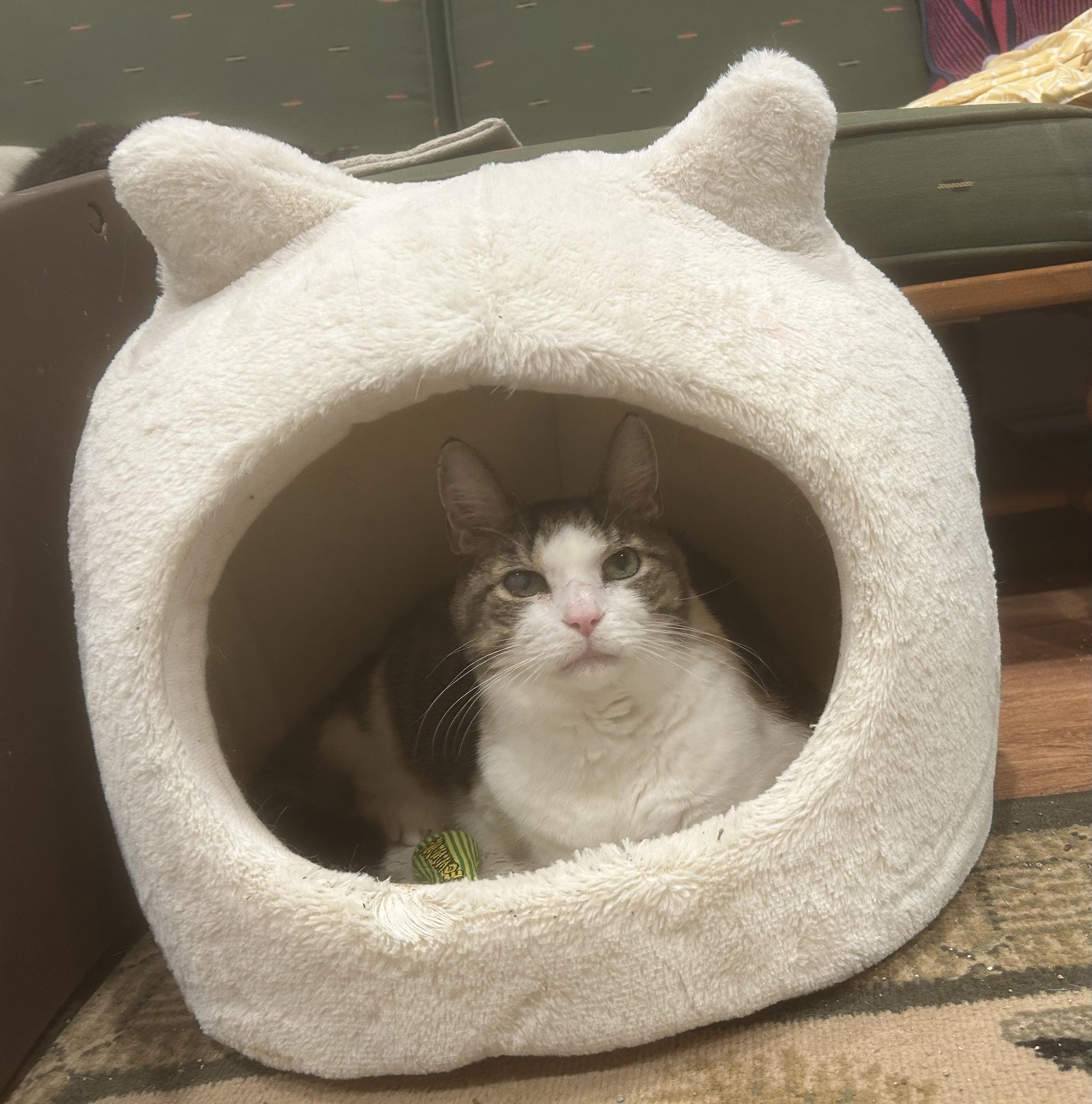Enlarge Zorro, a Adoptable Domestic Short Hair in Brantford, ON image 4/6