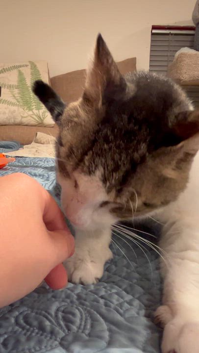 Enlarge Zorro, a Adoptable Domestic Short Hair in Brantford, ON video 3/6