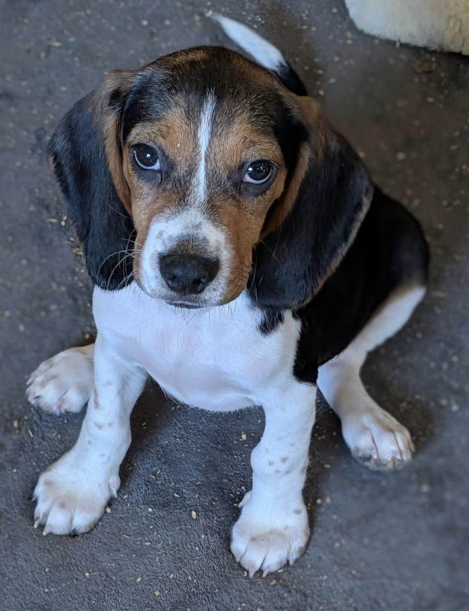 Enlarge Ryder, a Adoptable Beagle in Overland Park, KS image 1/1