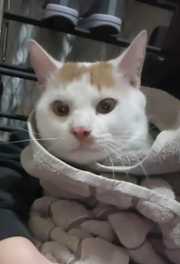 NP Odin, Adoptable, Young Male Domestic Short Hair.