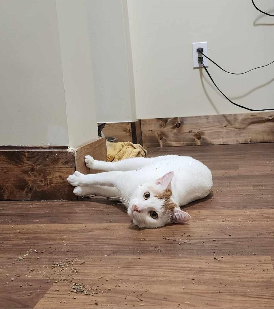 NP Odin, a Adoptable Domestic Short Hair in Peoria, IL image 2/6