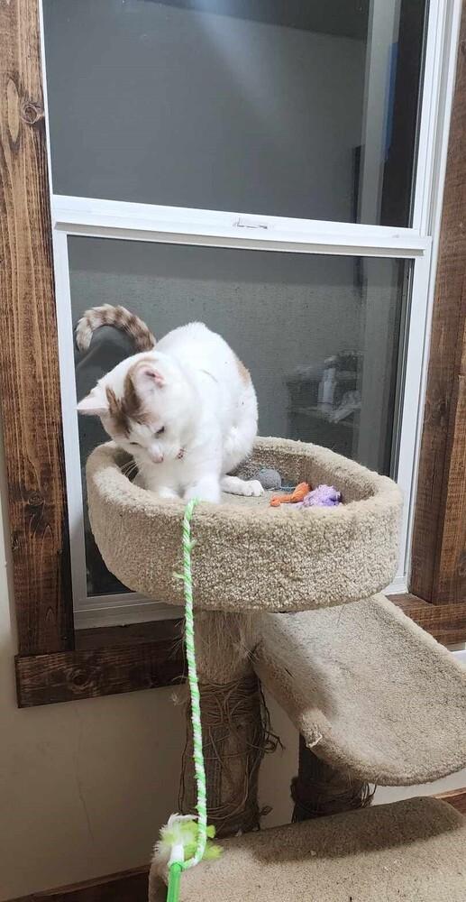 NP Odin, a Adoptable Domestic Short Hair in Peoria, IL image 3/6