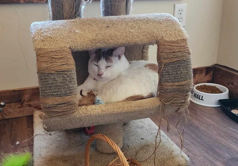 NP Odin, a Adoptable Domestic Short Hair in Peoria, IL image 4/6