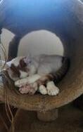 NP Odin, a Adoptable Domestic Short Hair in Peoria, IL image 5/6