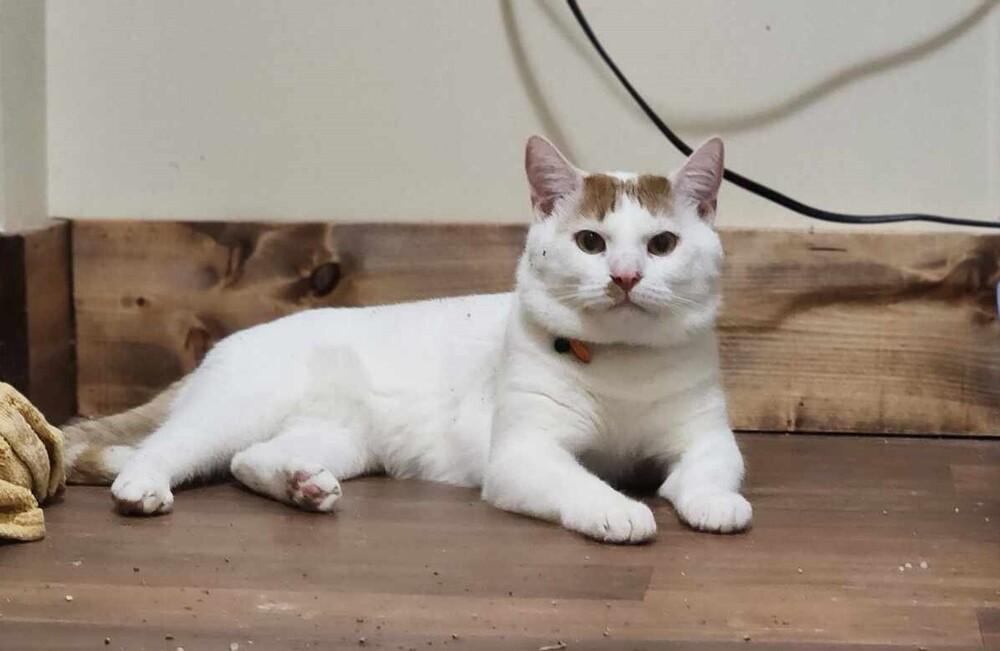 NP Odin, a Adoptable Domestic Short Hair in Peoria, IL image 6/6