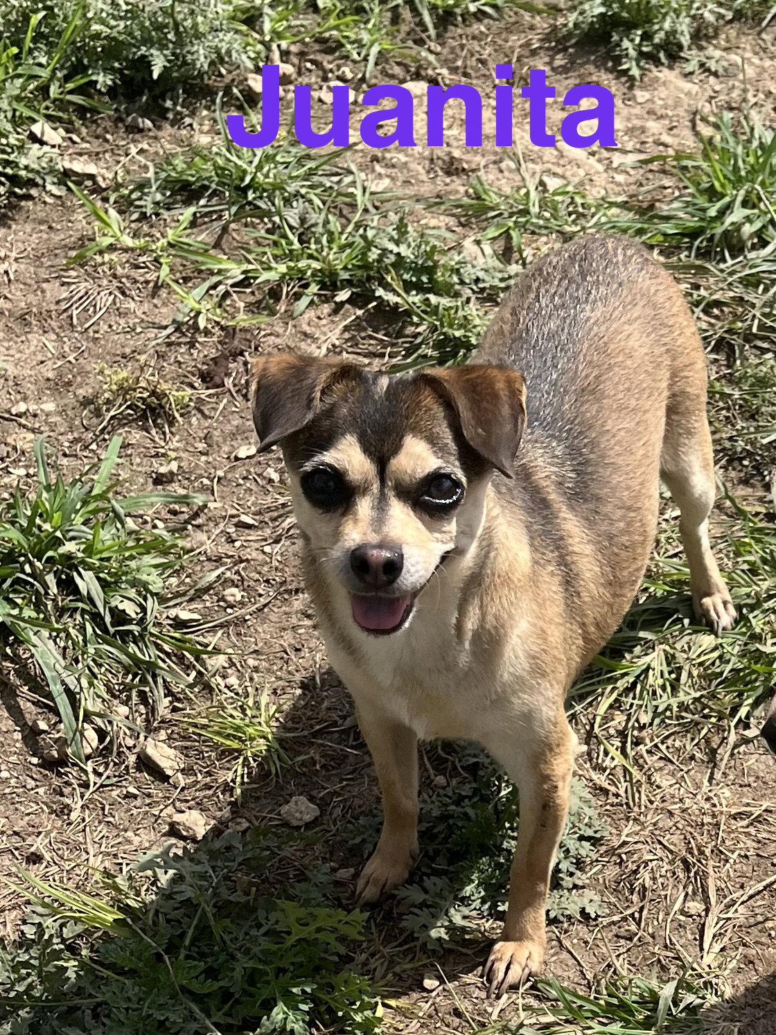 Juanita, Adoptable, Adult Female Chihuahua.