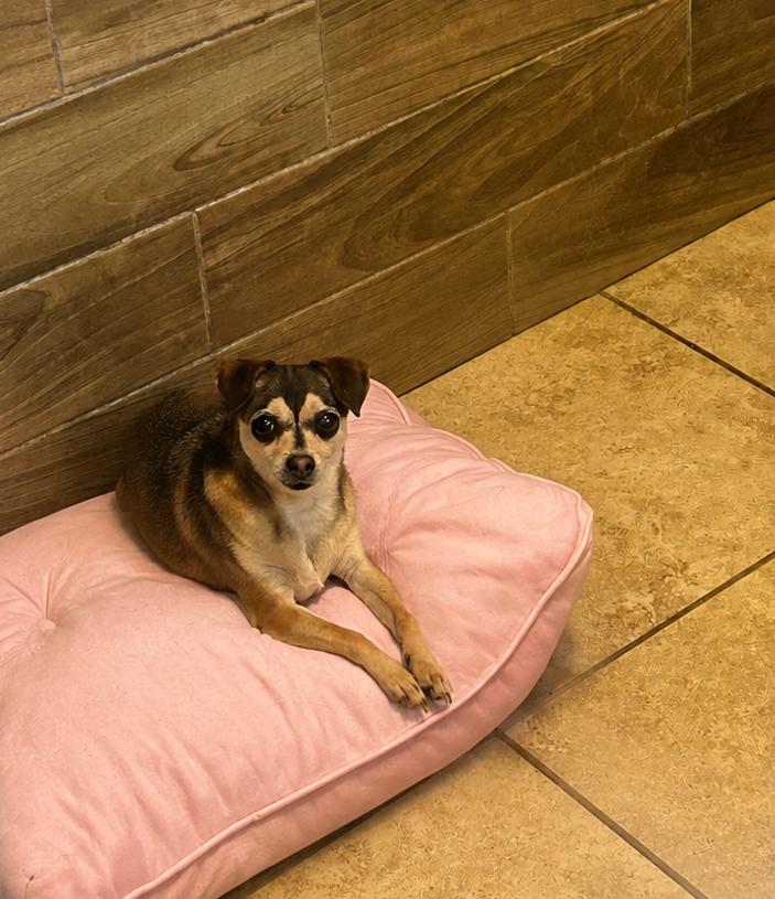 Enlarge Juanita, a Adoptable Chihuahua in Pipe Creek, TX image 2/3