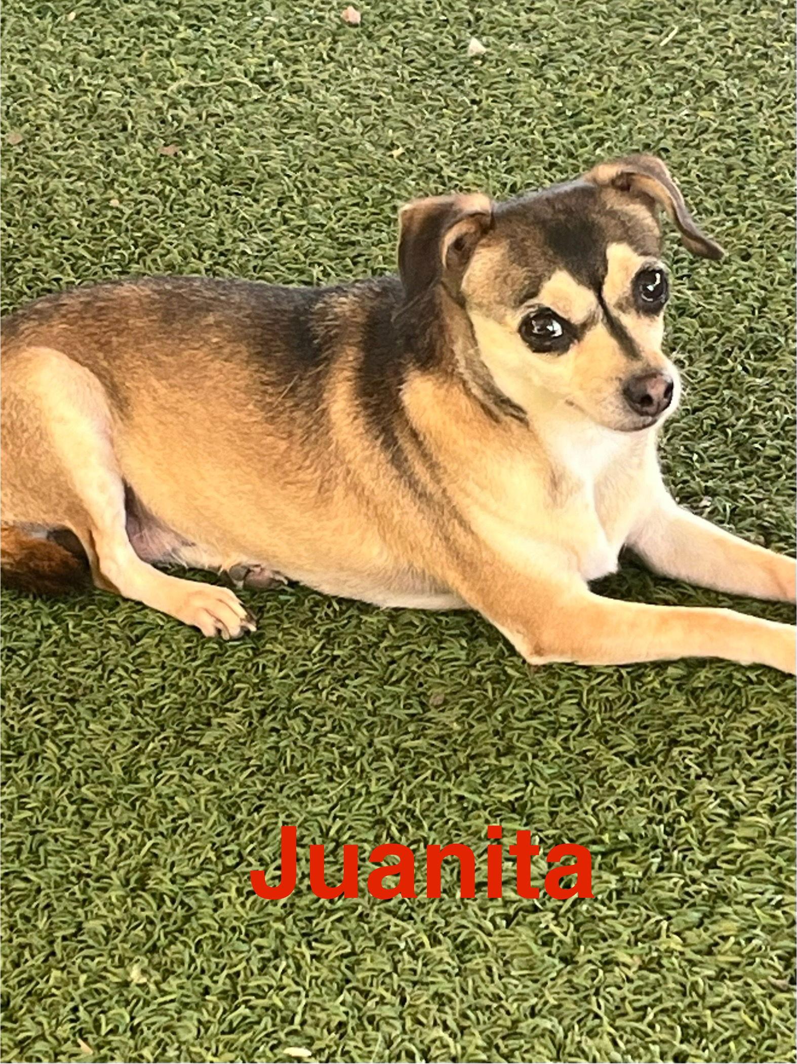 Enlarge Juanita, a Adoptable Chihuahua in Pipe Creek, TX image 3/3