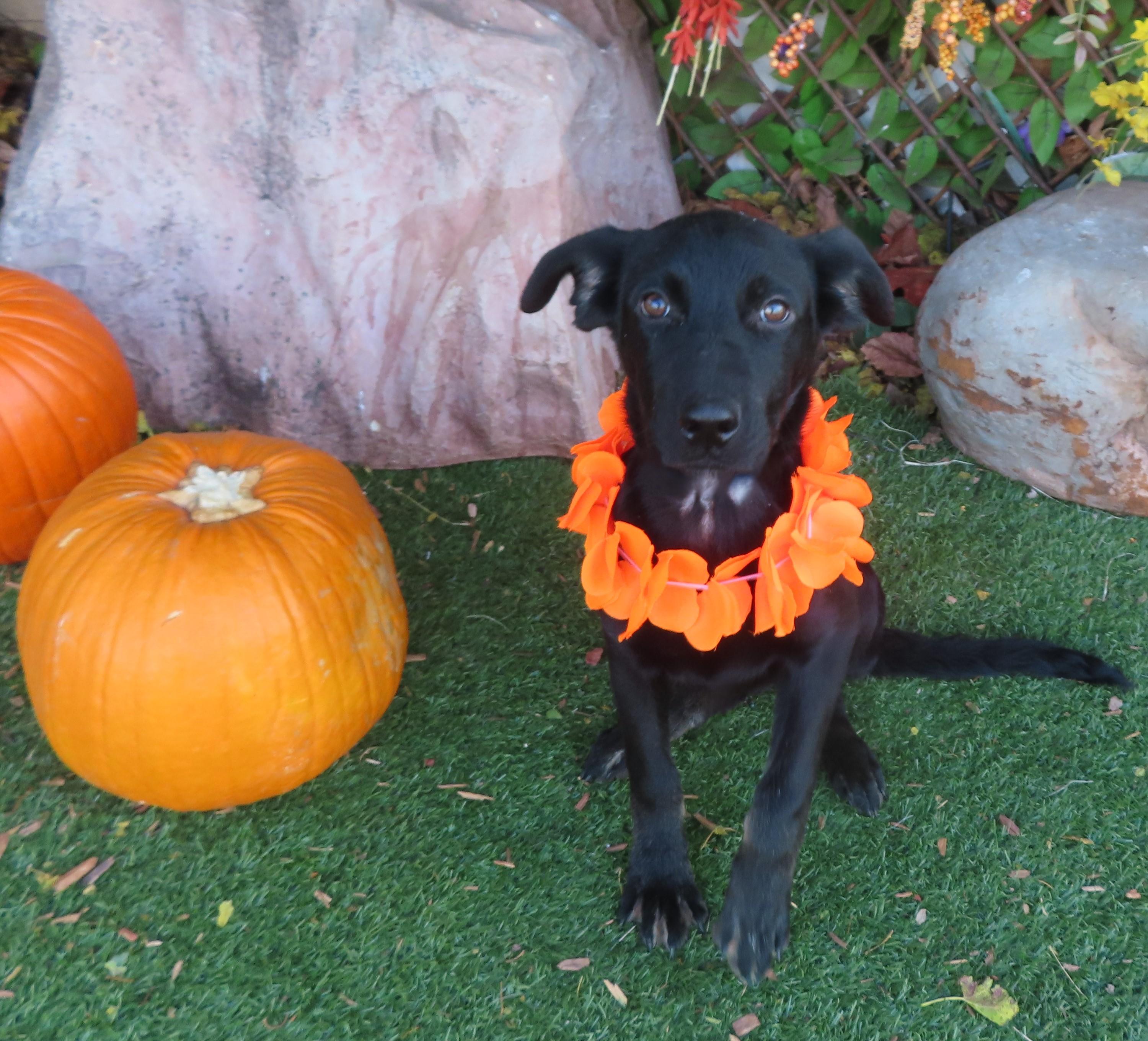 YOGI 463647 CuddlyLabPUP!