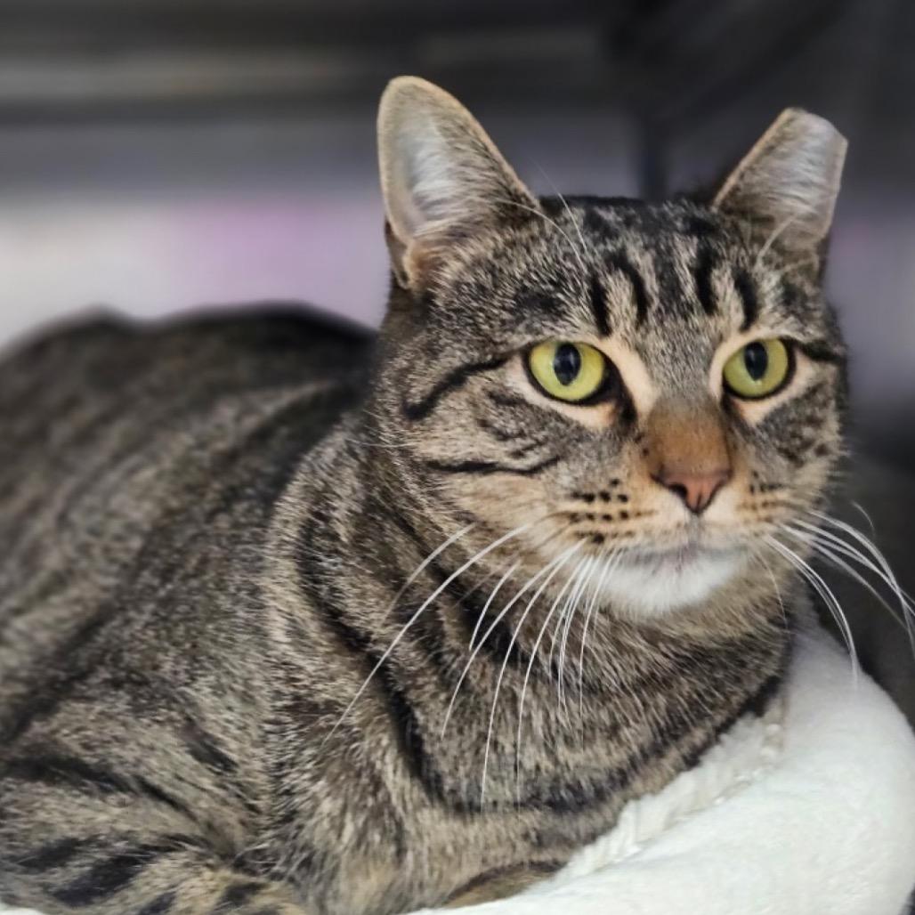 Enlarge Brix, a Adoptable Domestic Short Hair in Walden, NY image 1/1