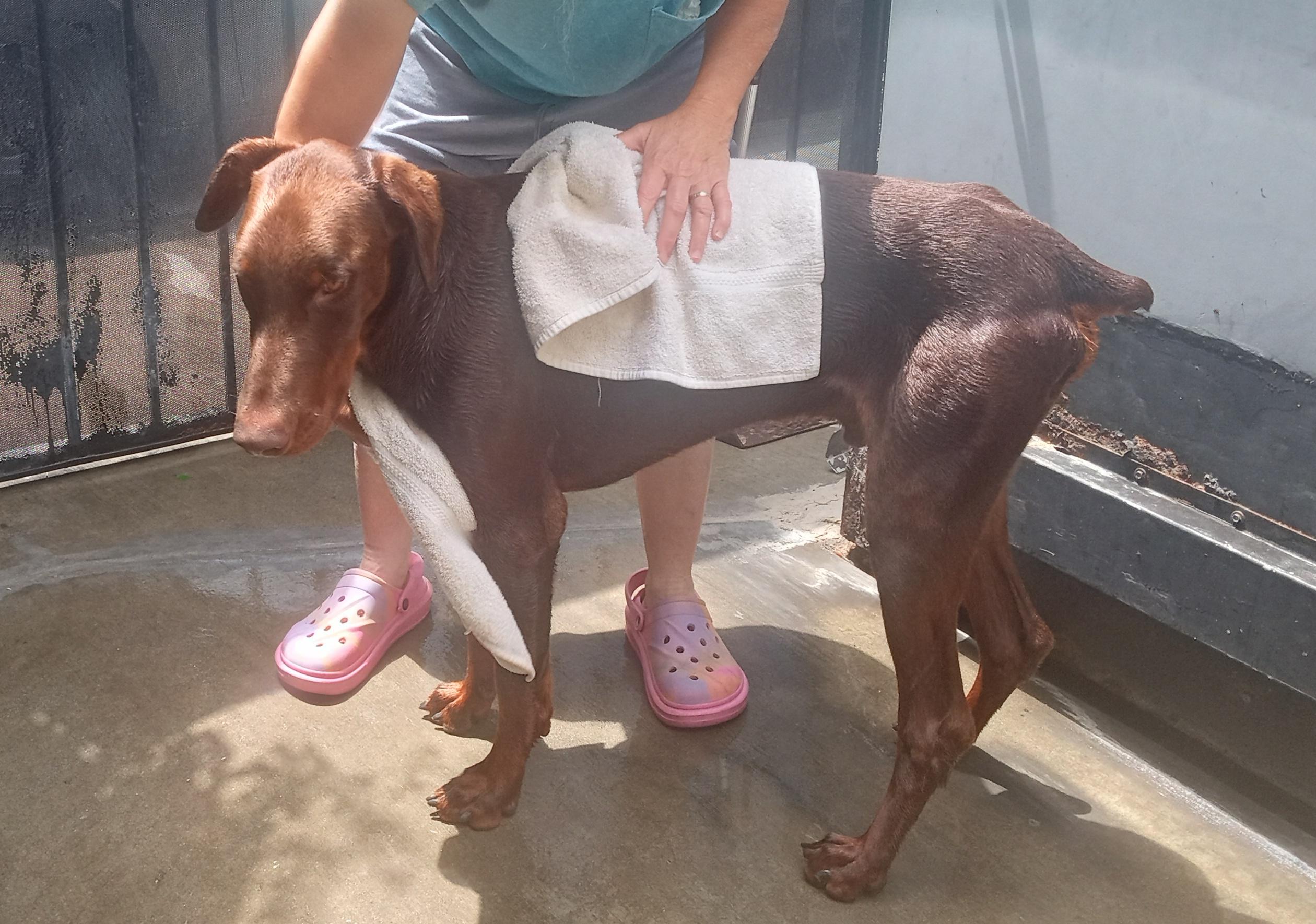 Blitz, Adoptable, Young Male Doberman Pinscher.