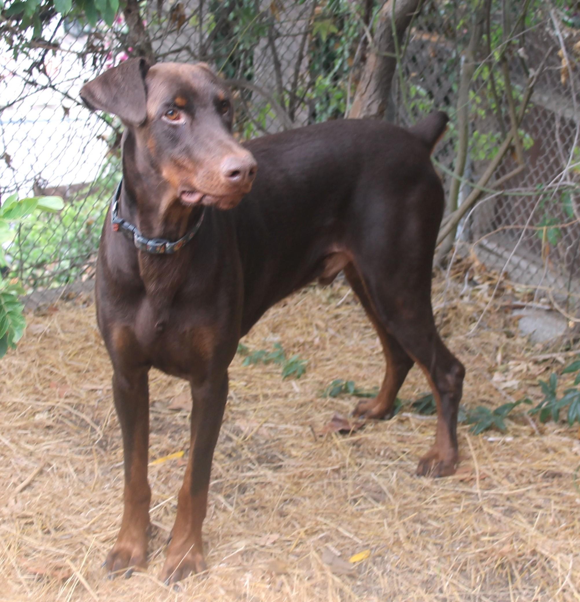 Blitz, a Adoptable Doberman Pinscher in Ventura, CA image 2/6