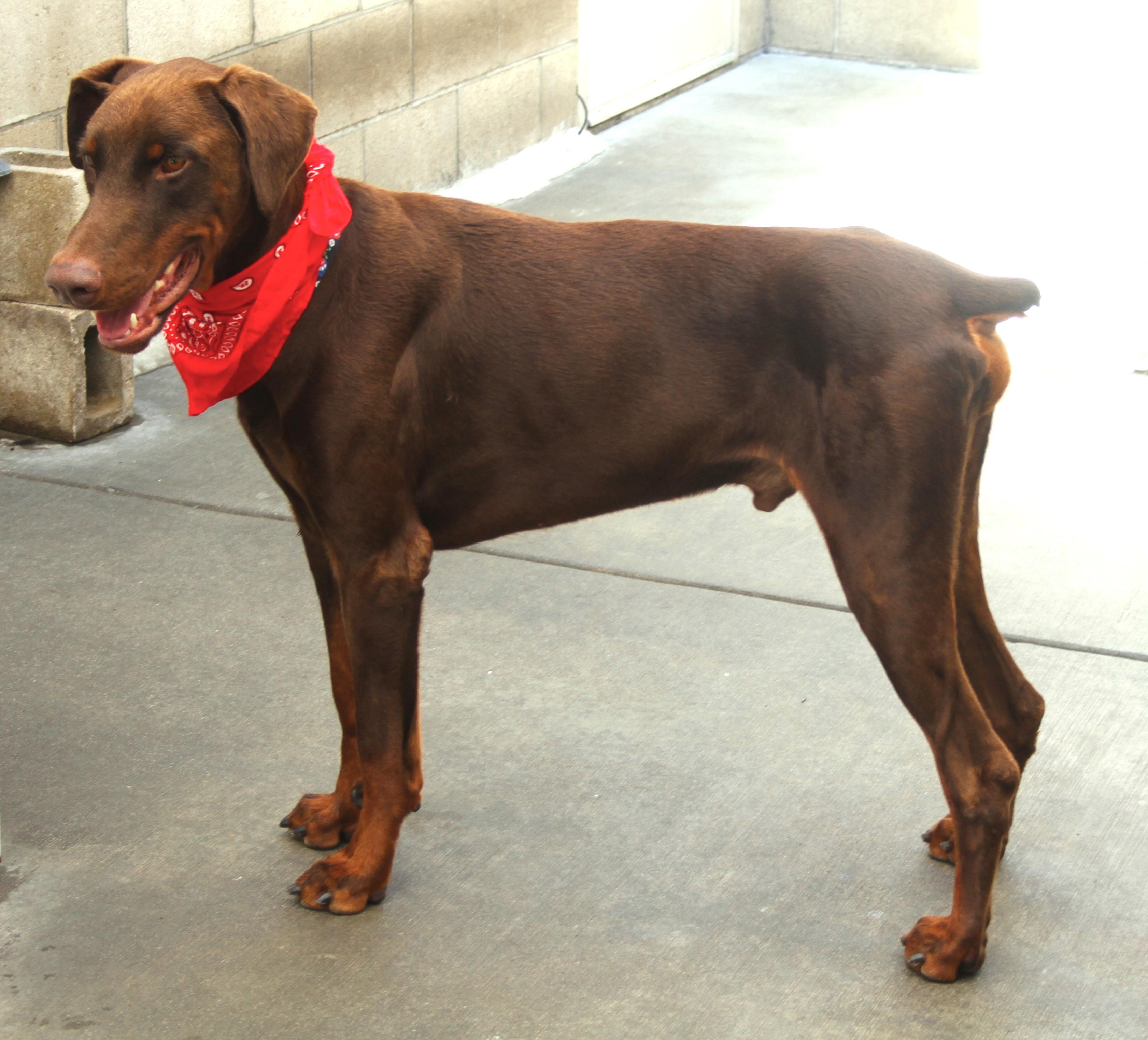 Blitz, Adoptable, Young Male Doberman Pinscher.