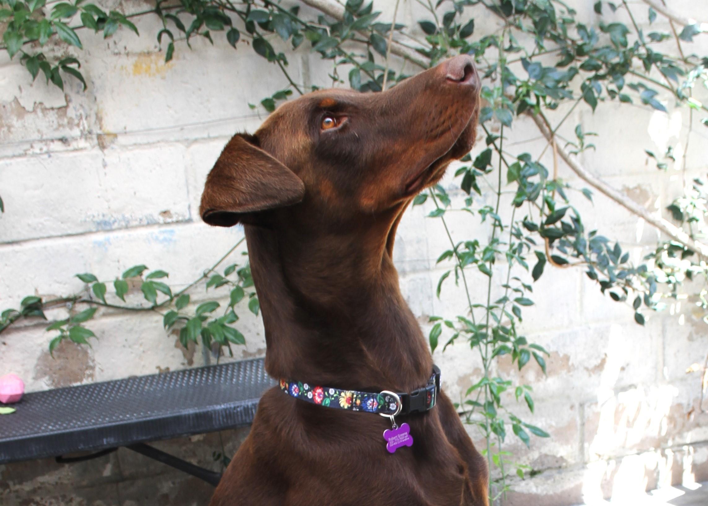 Blitz, a Adoptable Doberman Pinscher in Ventura, CA image 6/6