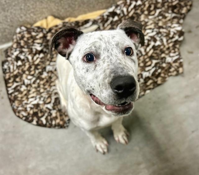 MIKAH, Adoptable, Young Male Pit Bull Terrier & Australian Cattle Dog / Blue Heeler.