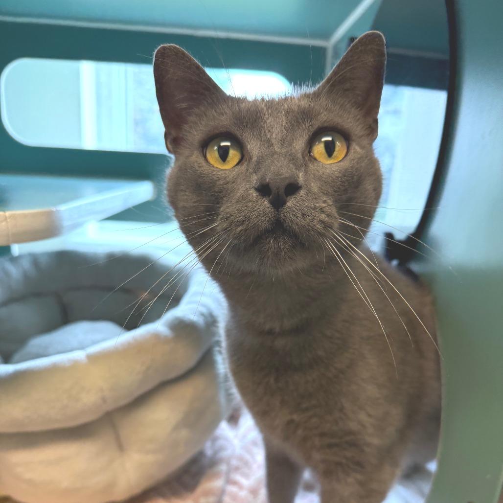 Pendleton, a Adoptable Domestic Short Hair in Morrisville, VT image 1/6