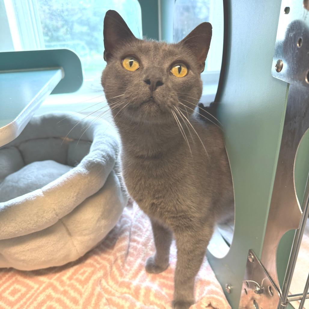 Pendleton, a Adoptable Domestic Short Hair in Morrisville, VT image 2/6