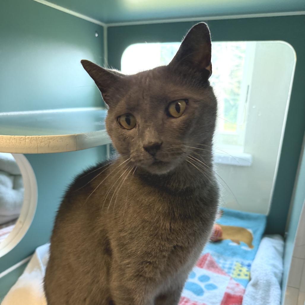 Pendleton, a Adoptable Domestic Short Hair in Morrisville, VT image 3/6