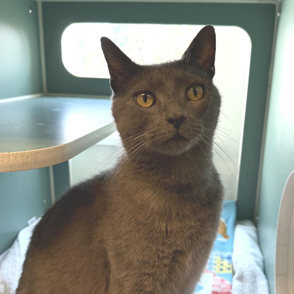 Pendleton, a Adoptable Domestic Short Hair in Morrisville, VT image 4/6