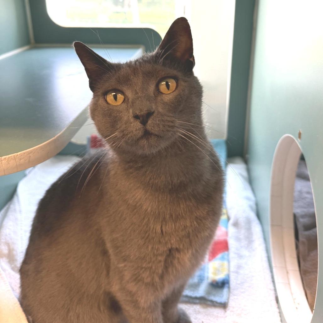 Pendleton, a Adoptable Domestic Short Hair in Morrisville, VT image 5/6