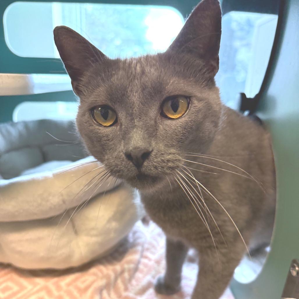 Pendleton, a Adoptable Domestic Short Hair in Morrisville, VT image 6/6