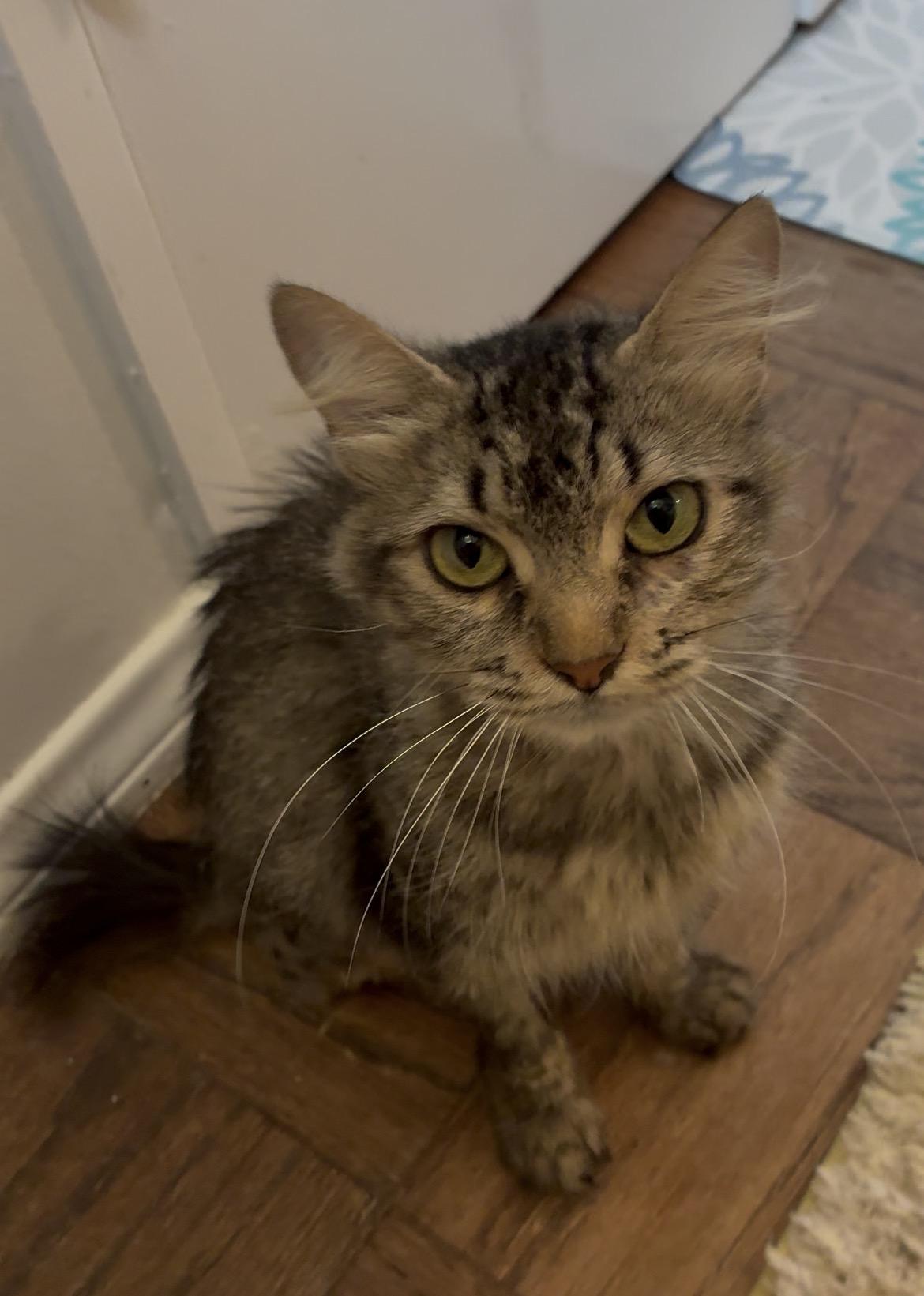 Aspen, ADOPTABLE, Young Female Domestic Long Hair.