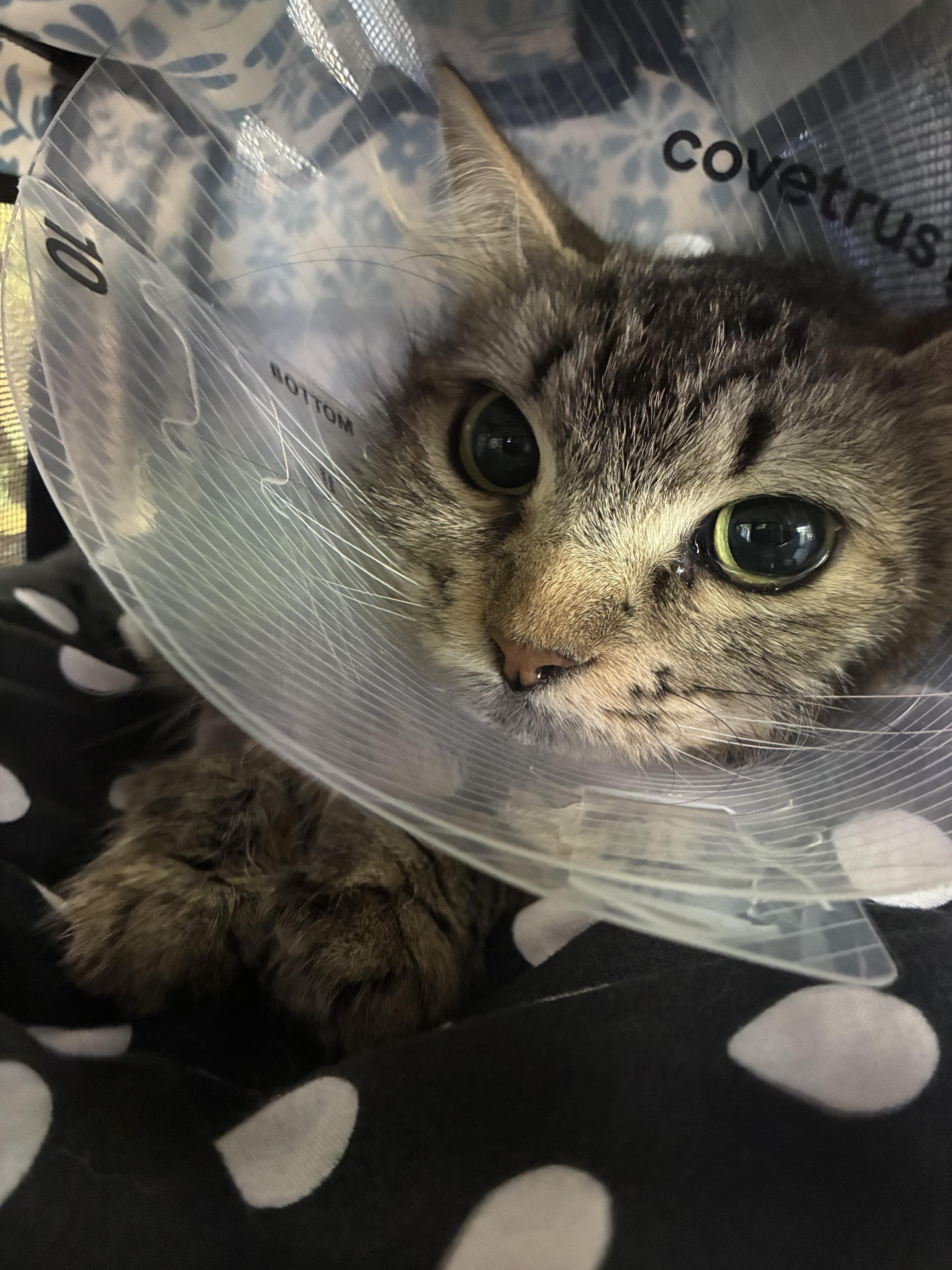 Enlarge Aspen, a ADOPTABLE mixed breed in Glendale , CA image 2/4