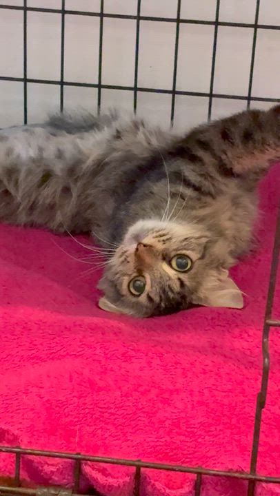 Enlarge Aspen, a ADOPTABLE mixed breed in Glendale , CA video 4/4
