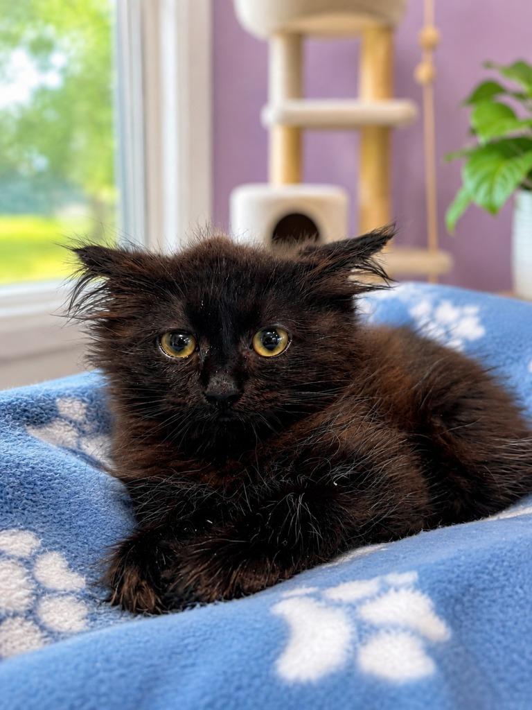 Salem, Adoptable, Kitten Male Domestic Medium Hair.