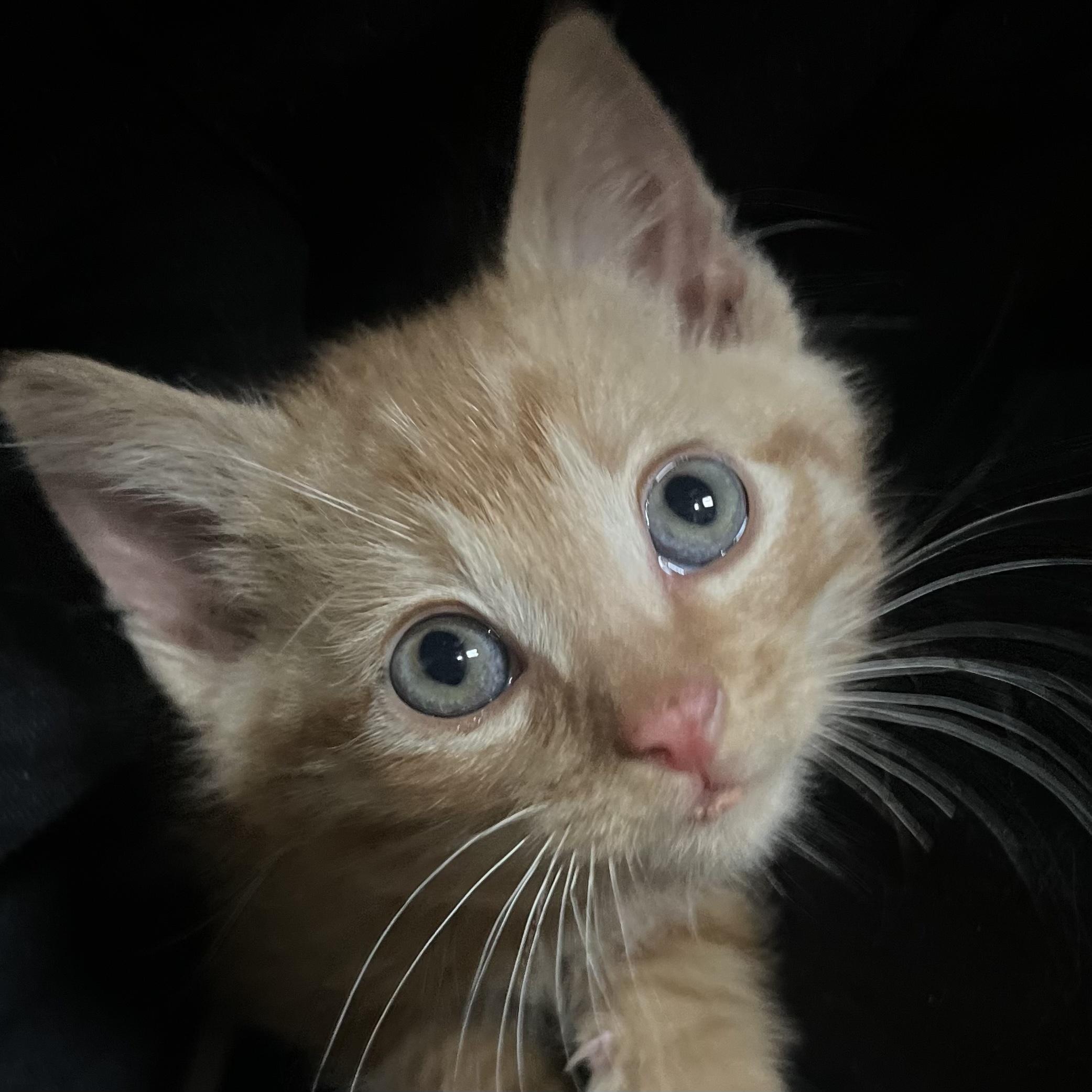Froggy, Adopted, Kitten Male Domestic Short Hair.
