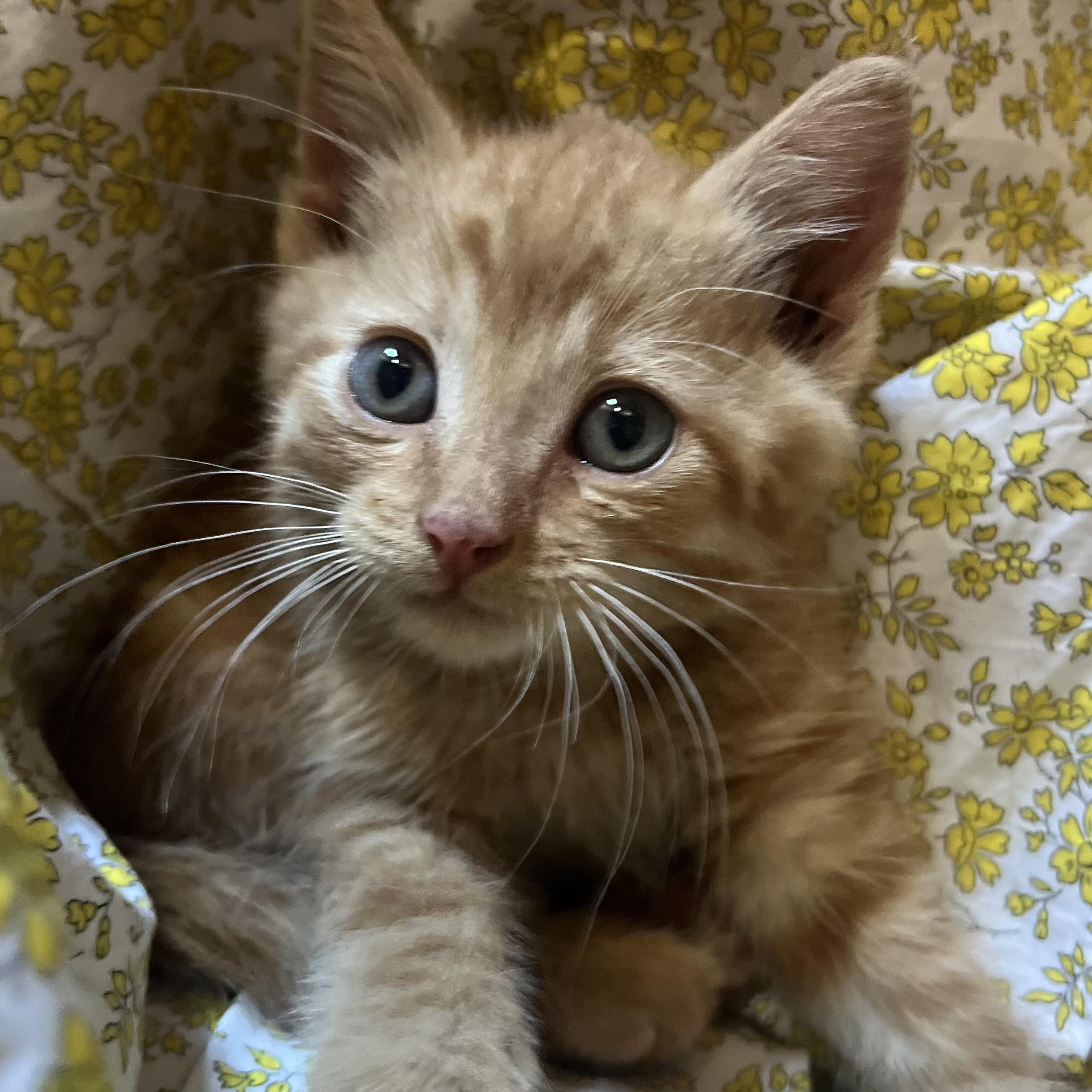 Froggy, a Adopted mixed breed in Santa Fe, NM image 2/3