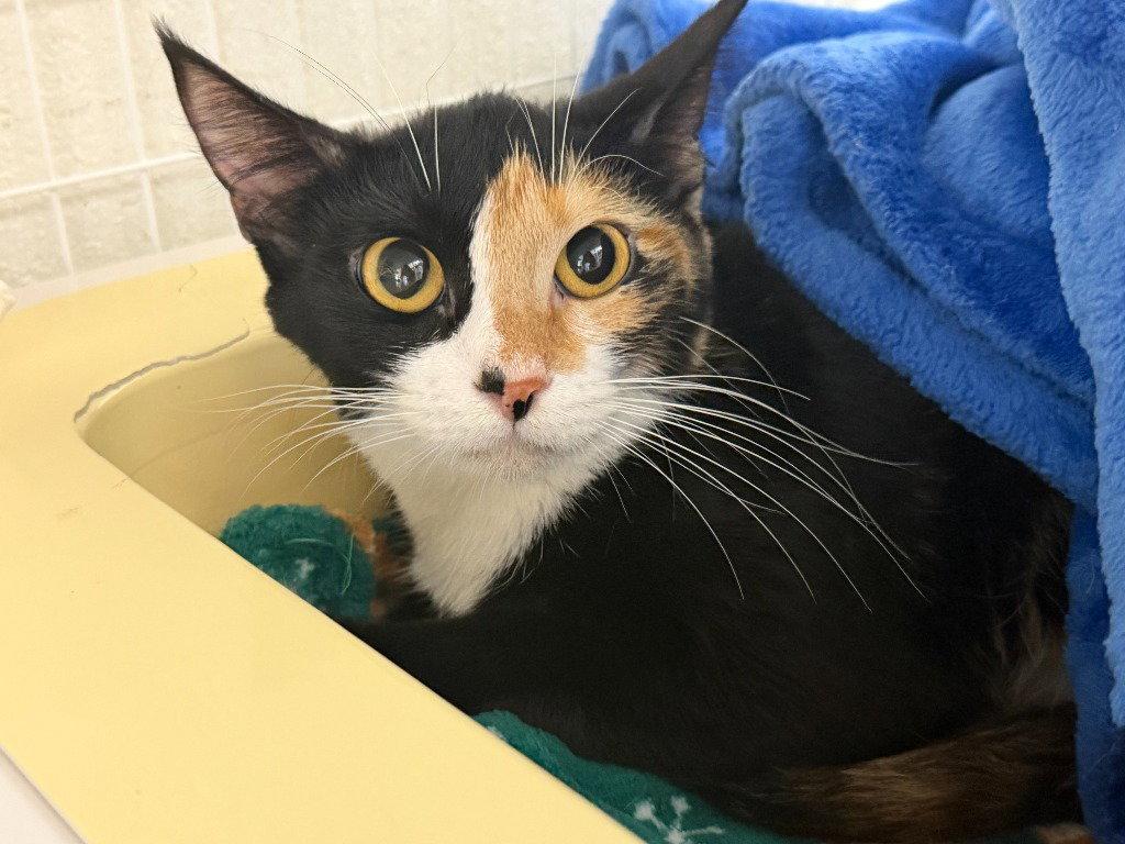 Princess Peach 26-36, Adoptable, Young Female Domestic Short Hair.