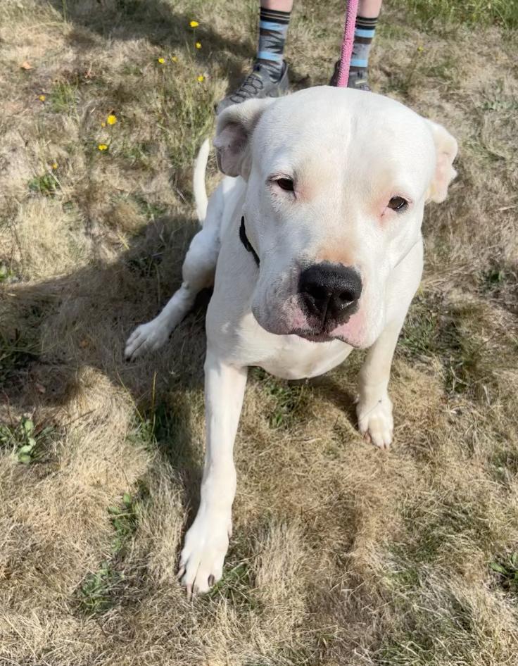 Enlarge Luna- Located in Portland, OR now, a Adopted mixed breed in PORTLAND, OR image 2/4