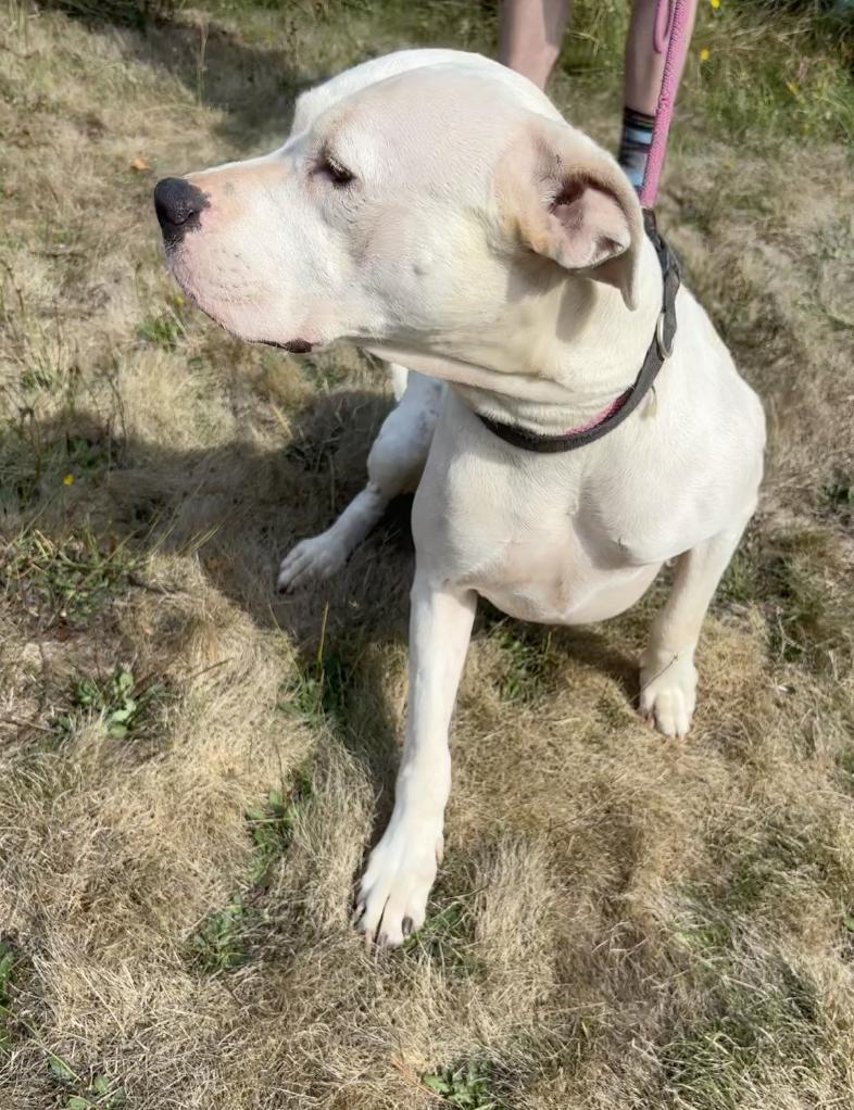 Enlarge Luna- Located in Portland, OR now, a Adopted mixed breed in PORTLAND, OR image 3/4