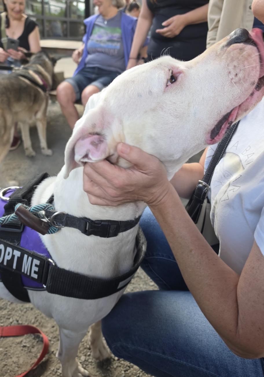 Enlarge Luna- Located in Portland, OR now, a Adopted mixed breed in PORTLAND, OR image 1/4