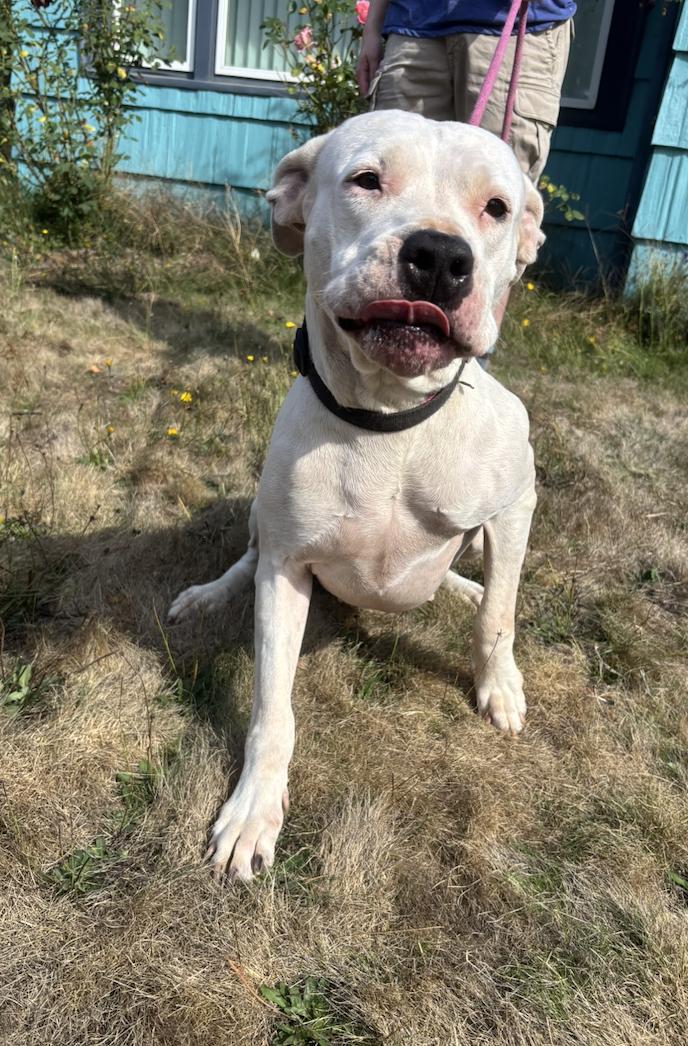 Enlarge Luna- Located in Portland, OR now, a Adopted mixed breed in PORTLAND, OR image 4/4