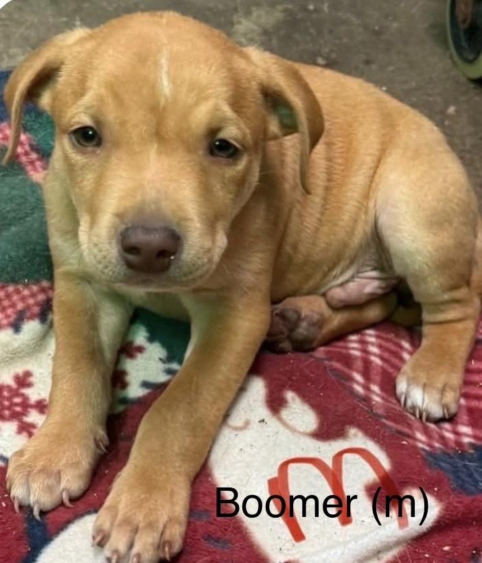 Boomer (Seven Wonders 2026), Adoptable, Puppy Male Pit Bull Terrier & Mixed Breed.
