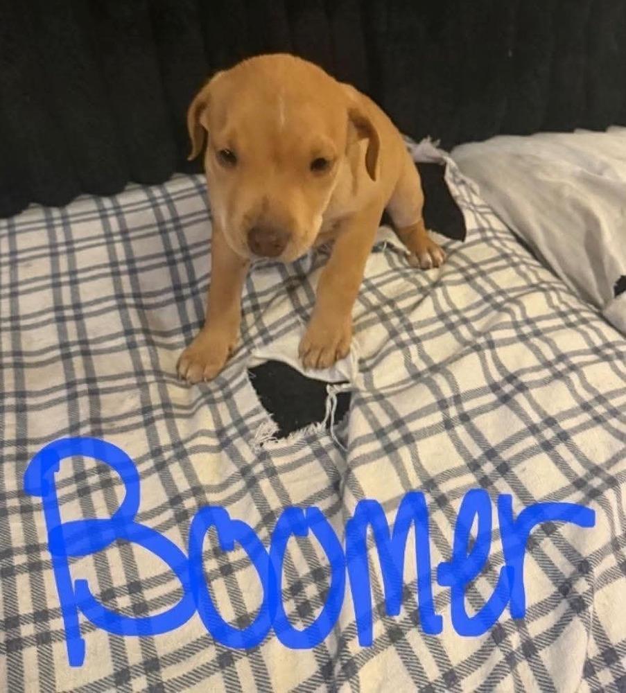Enlarge Boomer (Seven Wonders 2026), a Adoptable mixed breed in Wenonah, NJ image 2/3