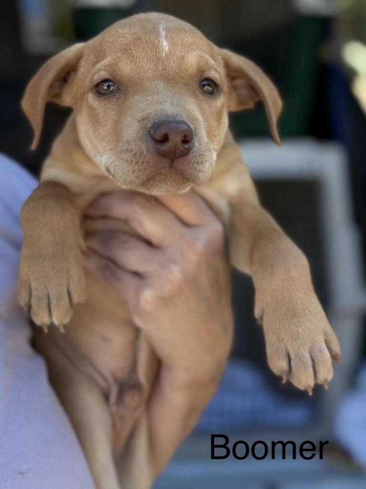 Enlarge Boomer (Seven Wonders 2026), a Adoptable mixed breed in Wenonah, NJ image 3/3