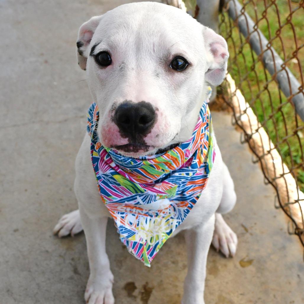 Alix, a Adoptable Mixed Breed in Beaumont, TX image 1/6