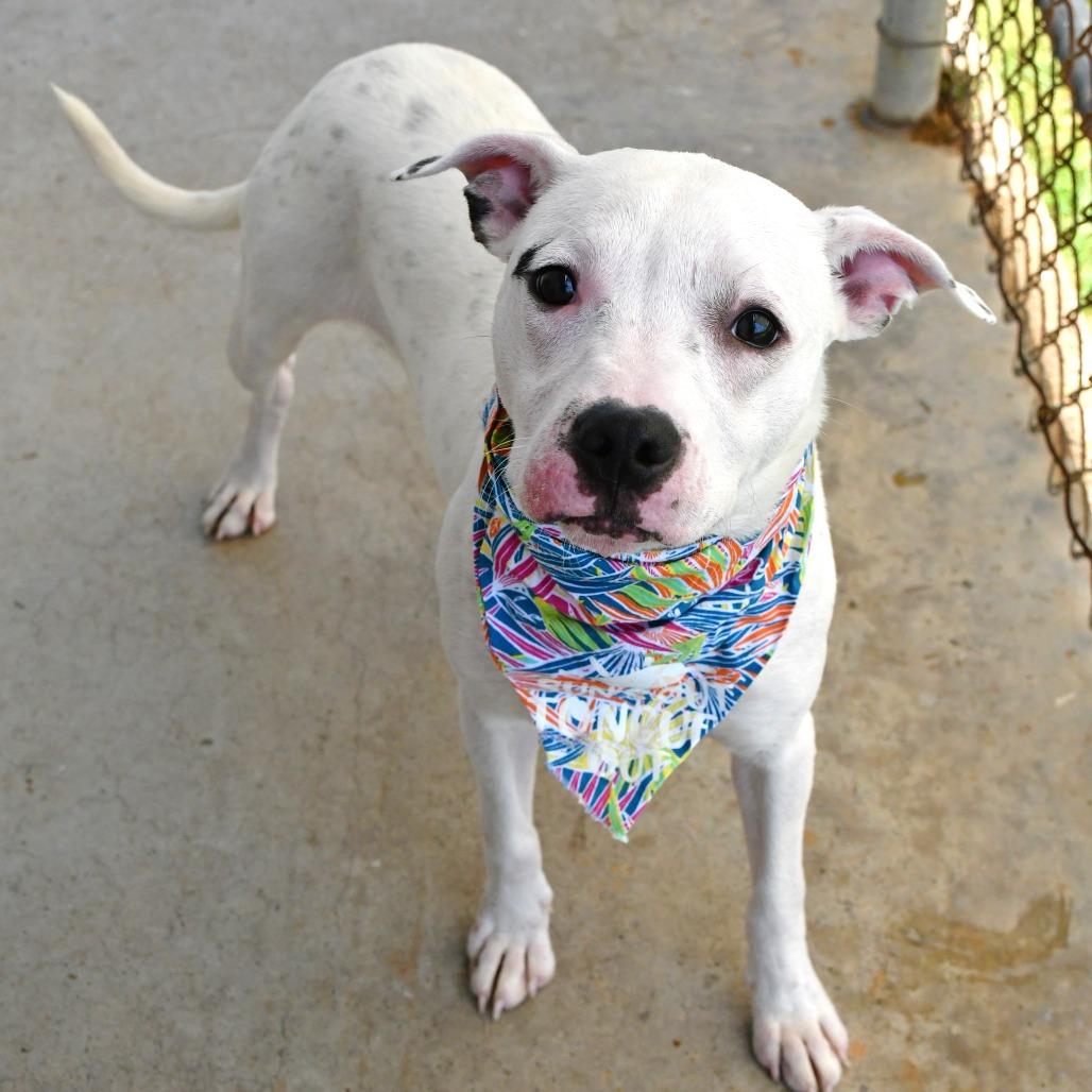 Alix, a Adoptable Mixed Breed in Beaumont, TX image 2/6