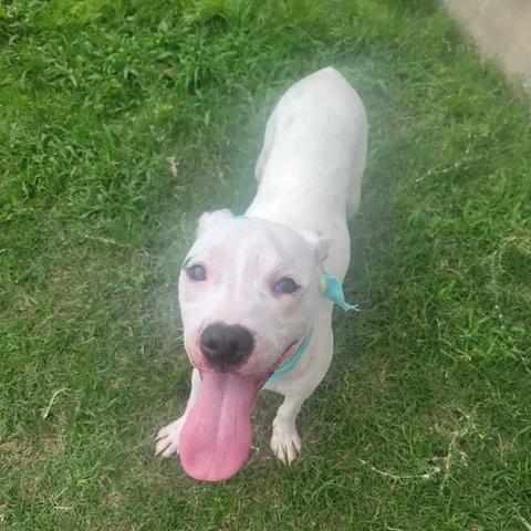 Alix, a Adoptable Mixed Breed in Beaumont, TX image 3/6